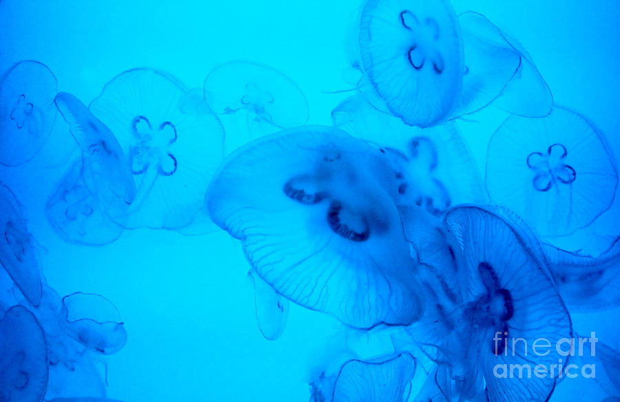 Jellyfish Photograph by Jennifer Camp