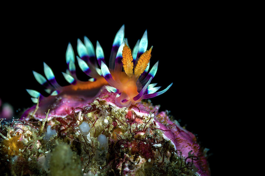 Wildlife Photograph - Desirable Flabellina Nudibranch by Bruce Shafer