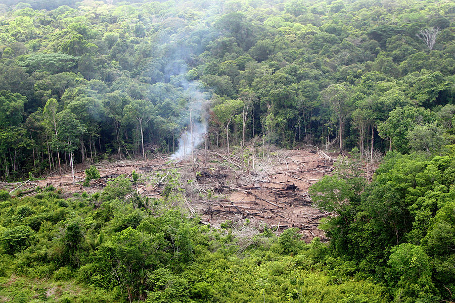 Desmatamento Floresta Amazônica Photograph by Ricardo Lima