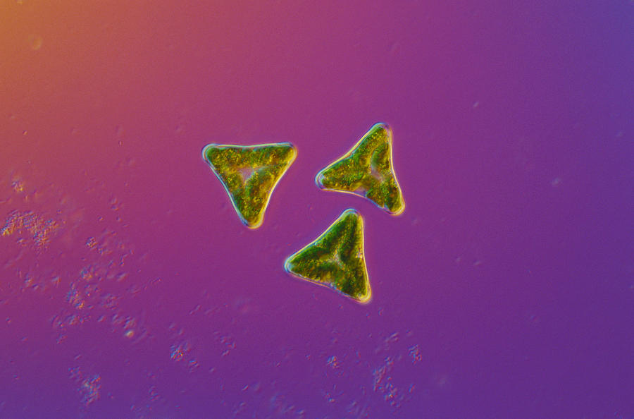 Desmidium Sp. Green Algae, Lm Photograph by Michael Abbey