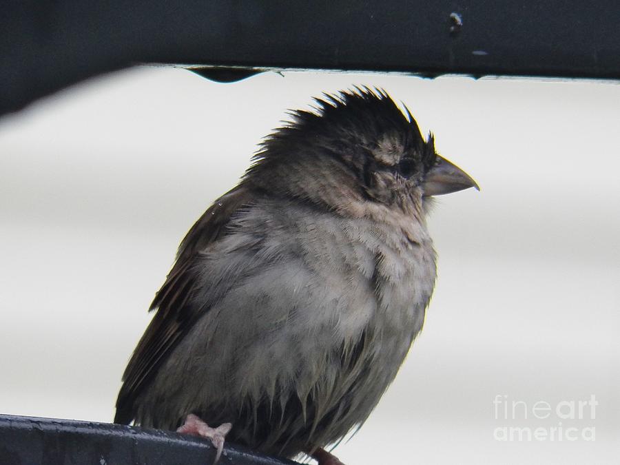 Sparrow Painting - Desperation in the Rain by Judy Via-Wolff