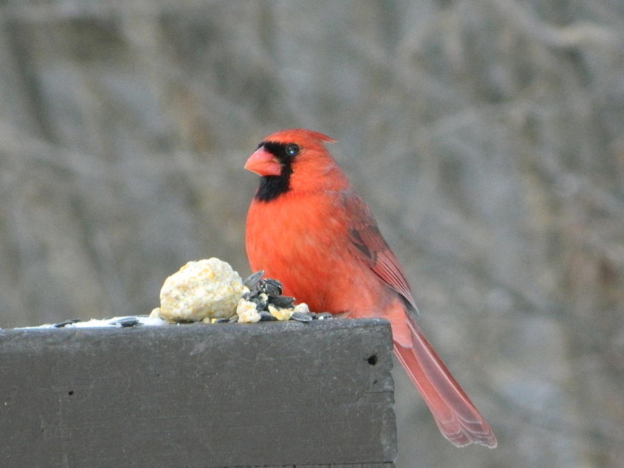Dessert First- Red Cardinal Ohio Photograph
