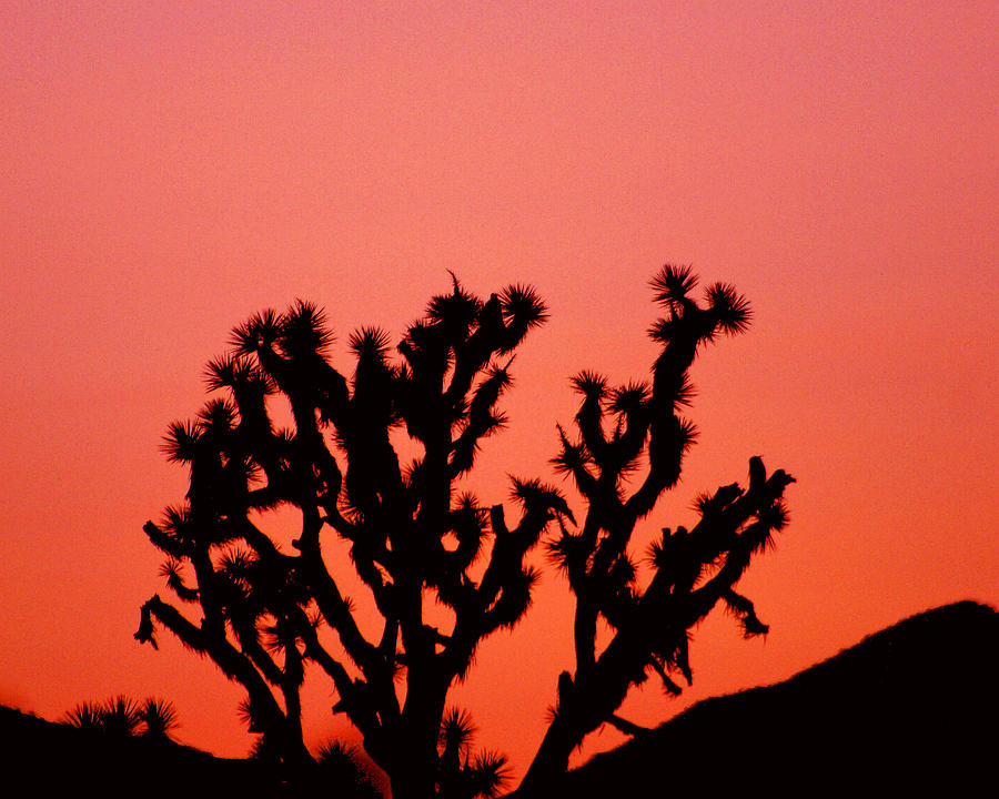 Dessert Sunset Photograph by Carol Bilodeau - Fine Art America