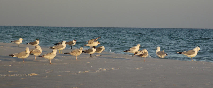 Destin Seagulls Photograph
