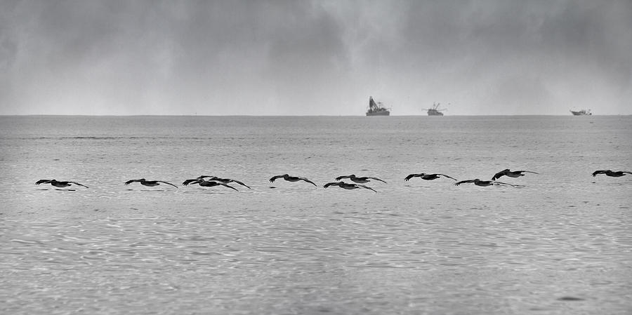 Pelican Photograph - Destination by Betsy Knapp