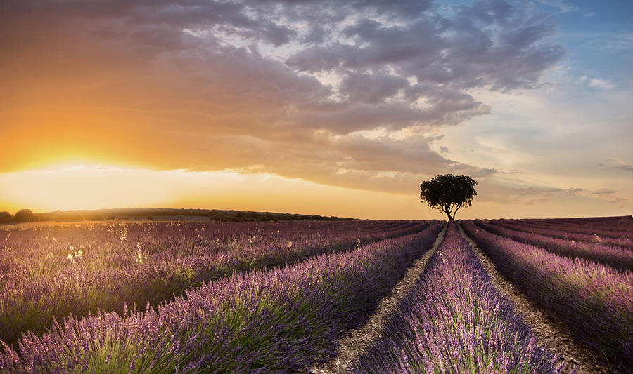 Sunset Photograph - Destination Lavender by Fran Ros