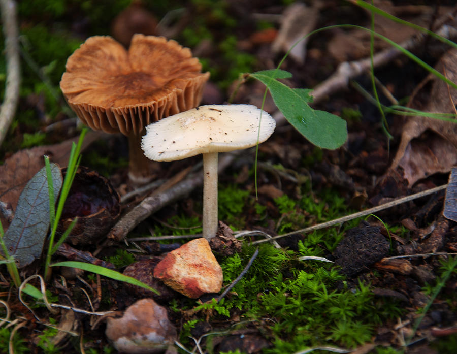 Mushroom Photograph - Destroying Angel mushroom by Flees Photos