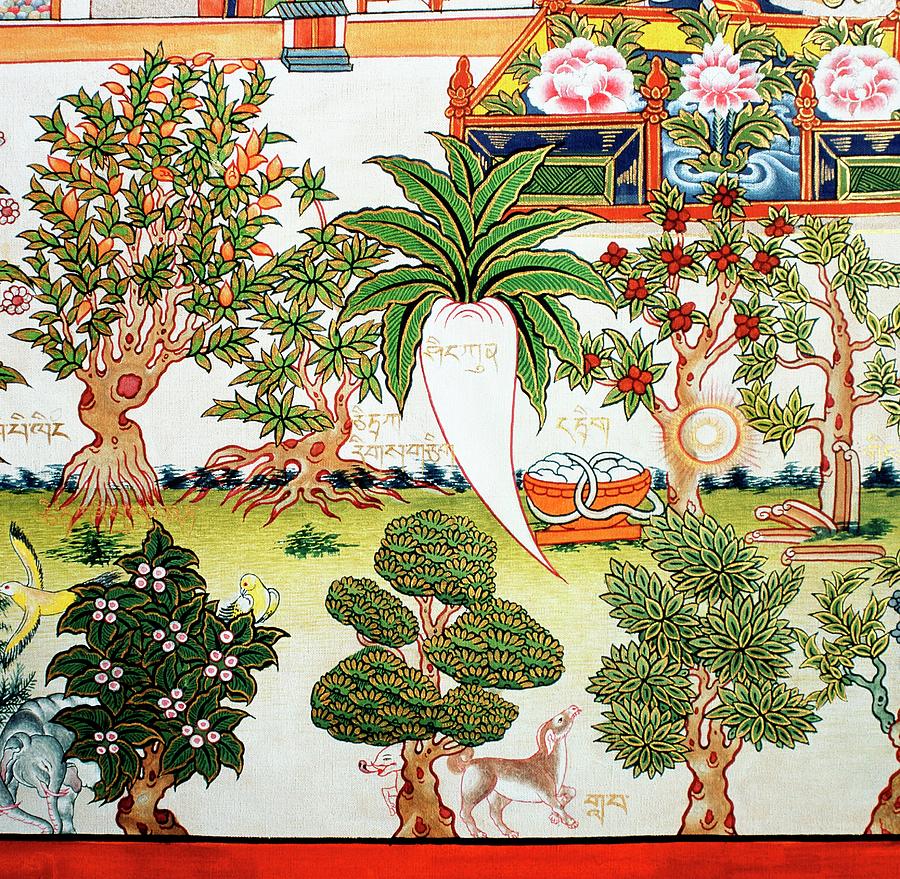 Detail From A Tibetan Herbal Medicine Chart by Mark De Fraeye/science Photo  Library