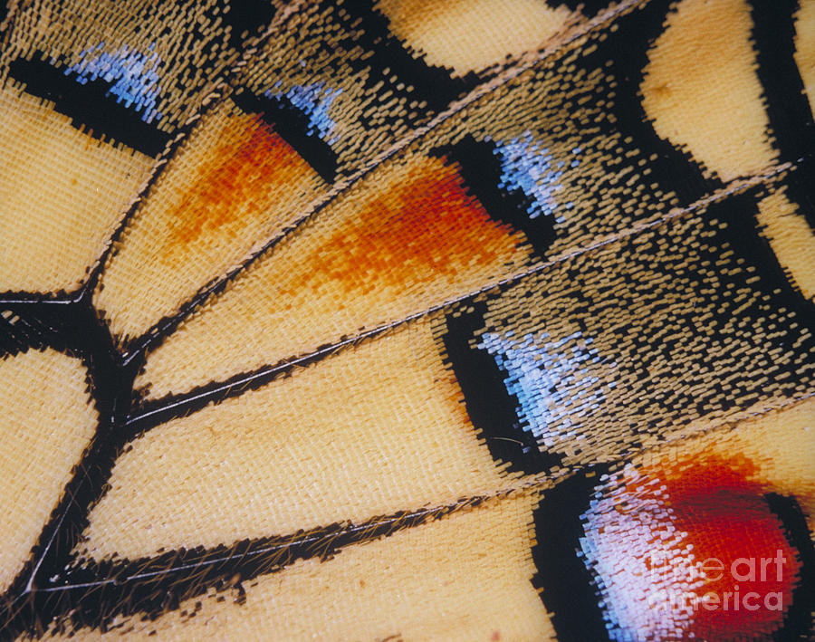Insects Photograph - Detail Of A Butterfly Wing by Hermann Eisenbeiss