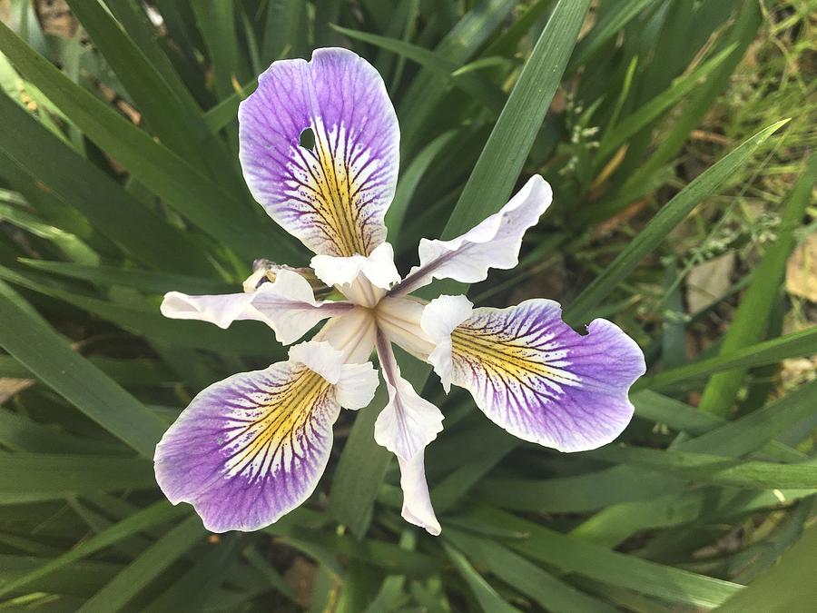 Detail of a Wild purple Iris Photograph by Loridambrosio