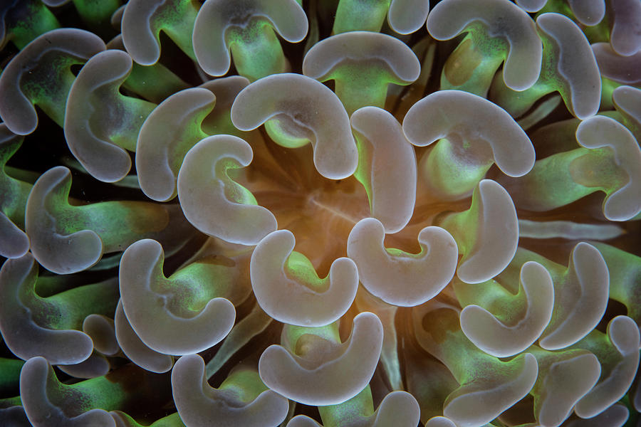 Detail Of An Anchor Coral Growing Photograph by Ethan Daniels
