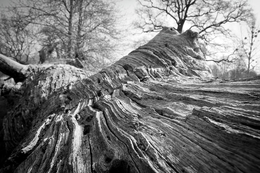 Detail Of An Oak Stump Photograph by Typo-graphics