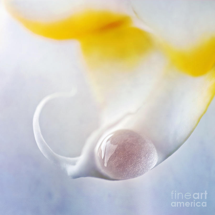 Orchid Photograph - Detail Of An Orchid With A Water Drop by Priska Wettstein