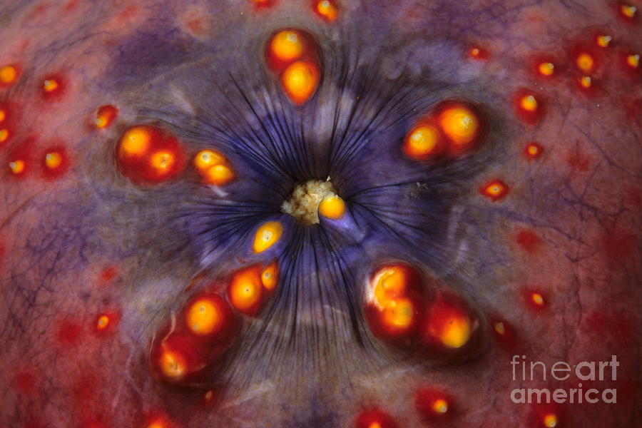 Detail Of Apple Sea Cucumber Photograph by Franco Banfi