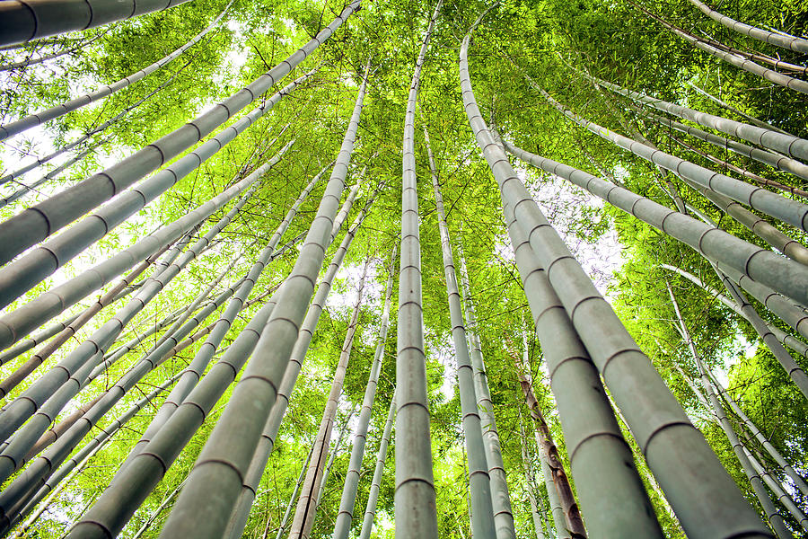 Detail Of Bamboo Trees In A Grove Photograph by Adam Hester