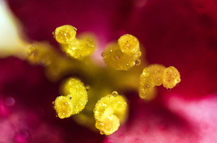 Detail of begonia flower Photograph by Arkady Kunysz