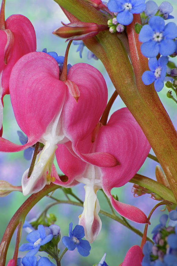 Nature Photograph - Detail Of Bleeding Hearts And Brunnera by Jaynes Gallery