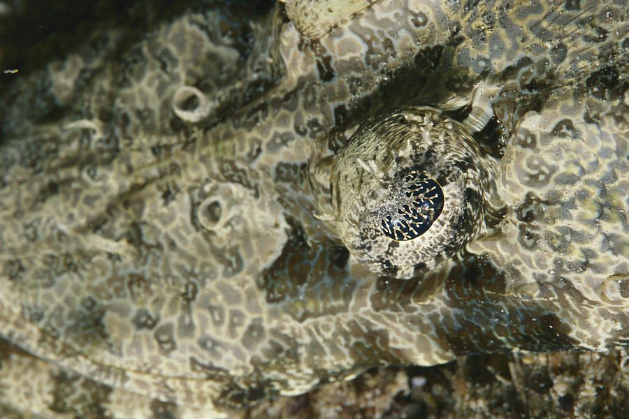 Detail Of Crocodilefish Photograph by F Stuart Westmoreland