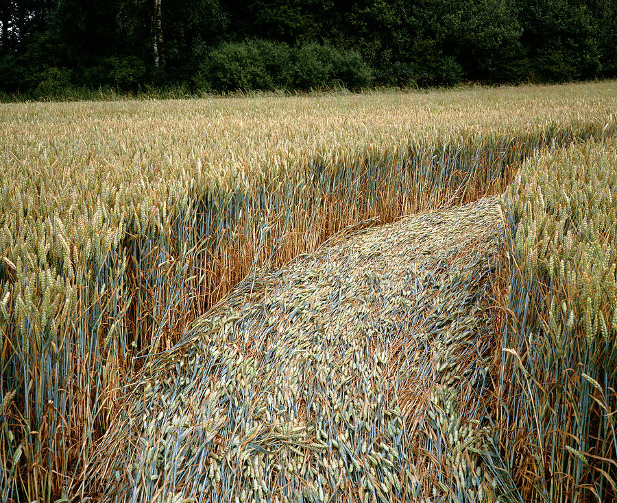 Detail Of Crop Formation Photograph by David Parker/science Photo Library