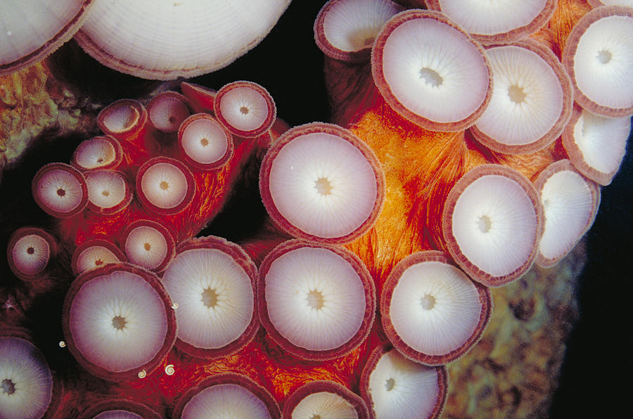 Detail Of Giant Pacific Octopus Photograph by F. Stuart Westmorland