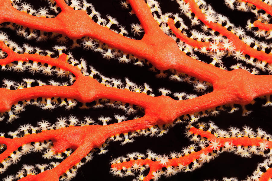 Detail Of Gorgonian Sea Fan Beauty Photograph by Ifish