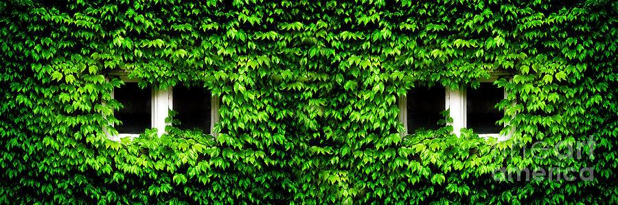 Detail of Ivy with Windows Photograph by Lane Erickson