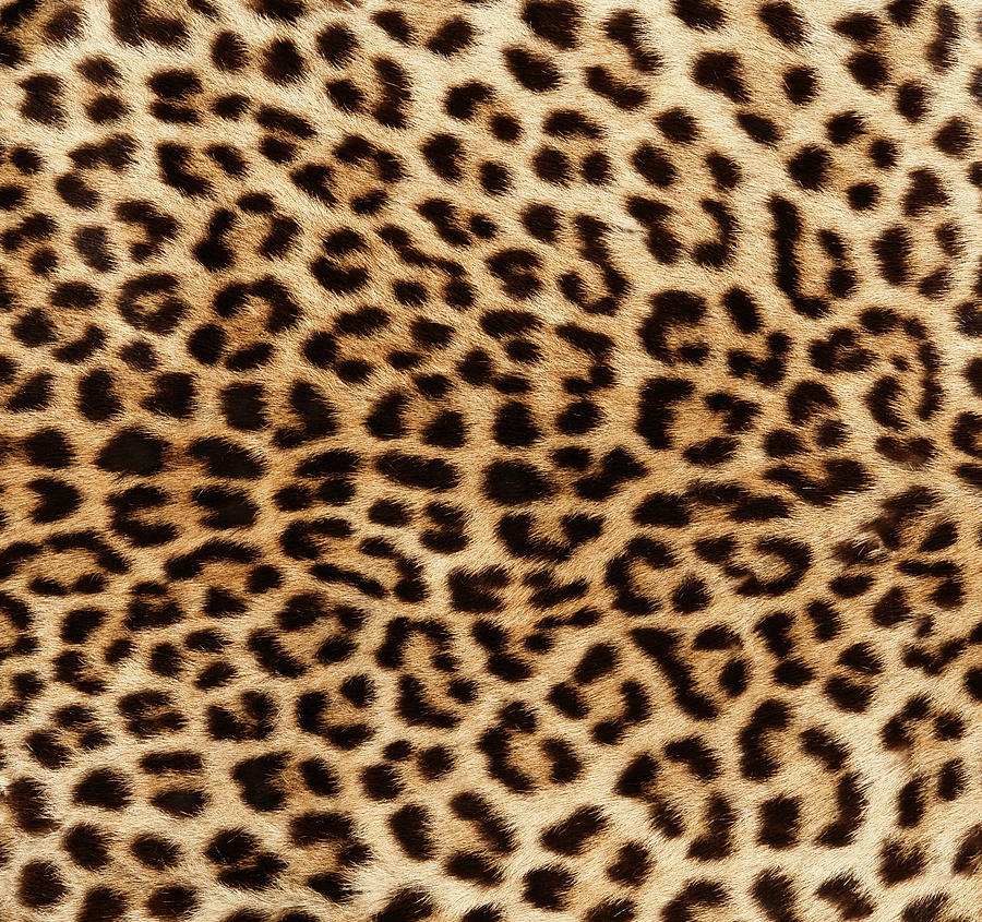 Detail of Leopard Skin Photograph by Narvikk