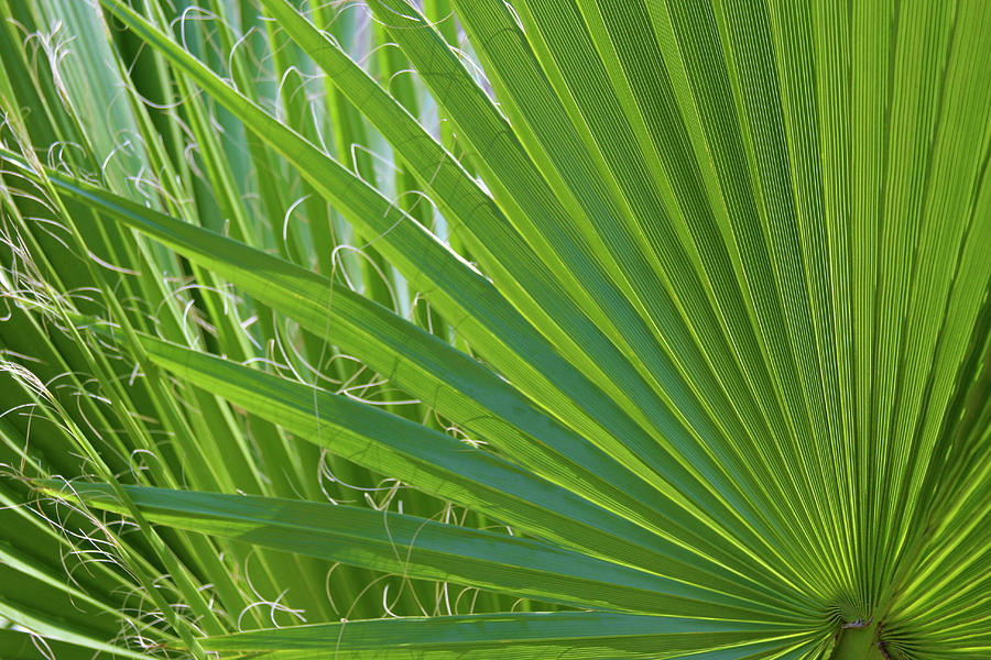 Detail Of Palm Tree Frond Photograph by Anna Miller - Fine Art America