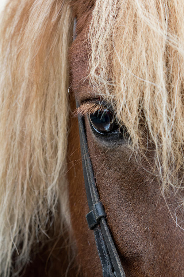 Detail Of Sorrel Horse With Flax Mane Photograph by Cindy Miller ...