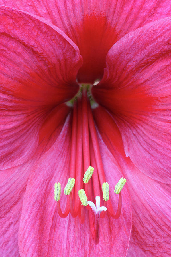 Detail Of Stunning Pink Amaryllis Flower Photograph by Rosemary Calvert