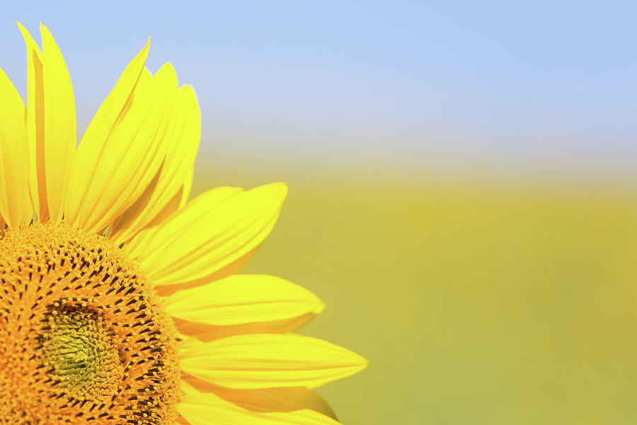 Detail Of Sunflower Photograph by Deimagine