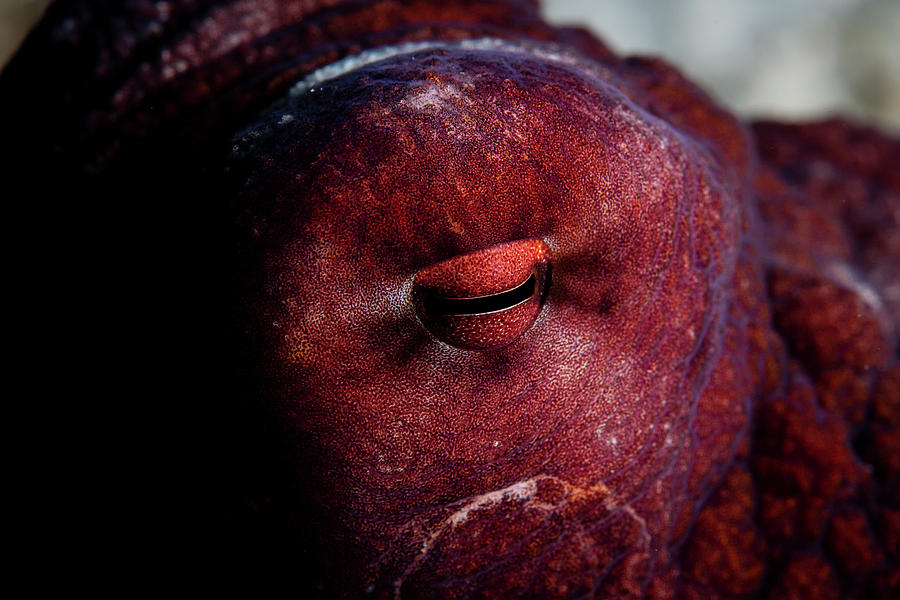 Detail Of The Eye Of A Reef Octopus Photograph by Ethan Daniels