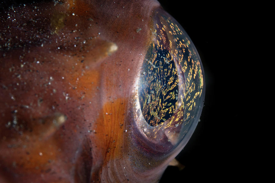 Detail Of The Eye Of An Orbicular Photograph by Ethan Daniels - Fine ...