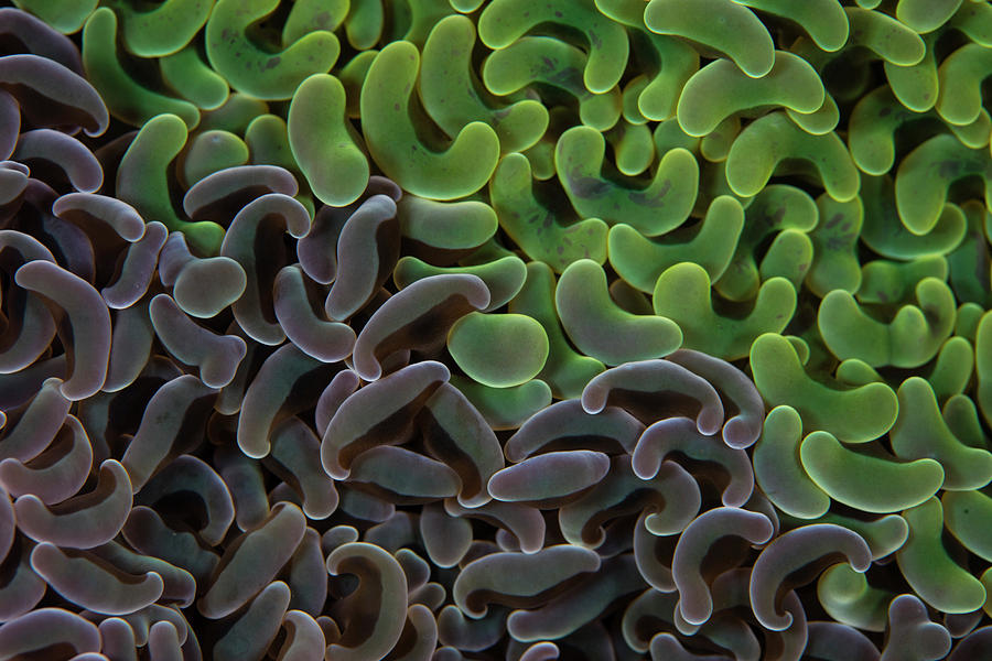 Detail Of Two Colonies Of Anchor Coral Photograph by Ethan Daniels