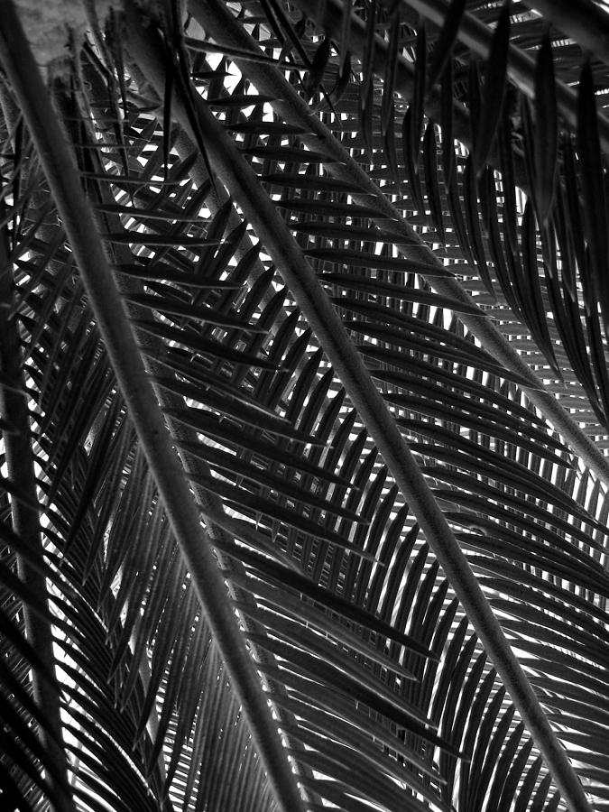 Detail Palm Tree Photograph by Michel Mata - Fine Art America