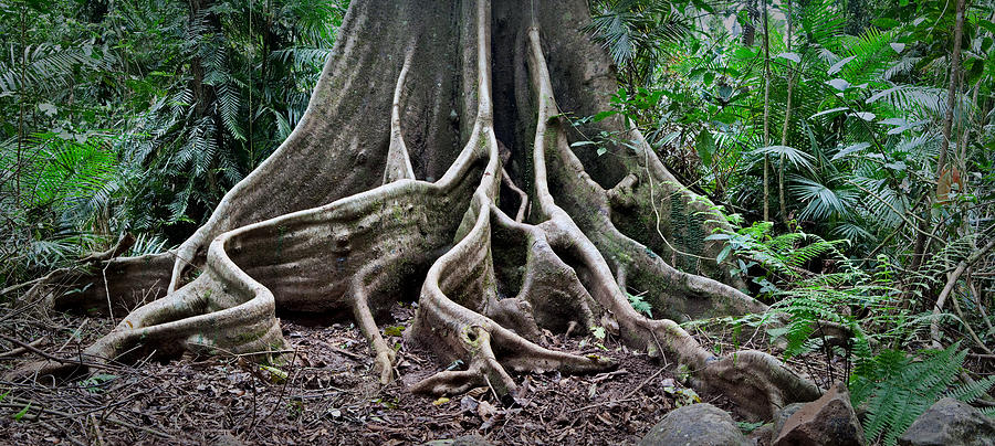 Detail Tree Roots Rain Forest Photograph by Dirk Ercken