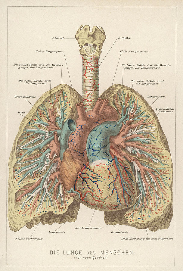 Detailed Diagram Of The Lungs Drawing by Mary Evans Picture Library