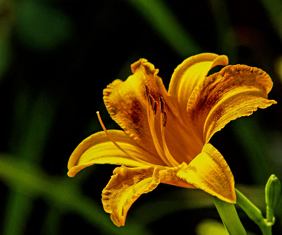 Detailed Lily Photograph by Dave Bosse