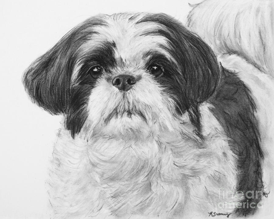Detailed Shih Tzu Portrait Drawing by Kate Sumners Pixels