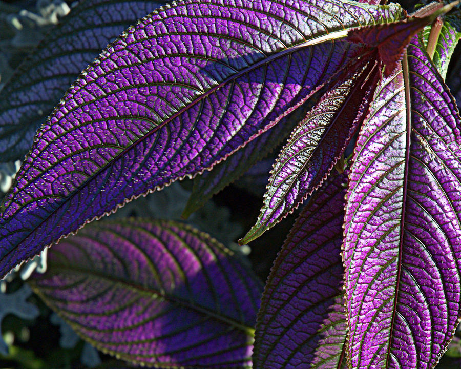 Details Of Purple Photograph by Bruce Carpenter