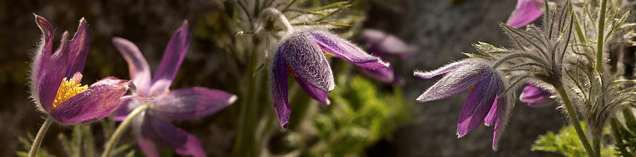 Nature Photograph - Details Of Purple Furry Flowers by Panoramic Images