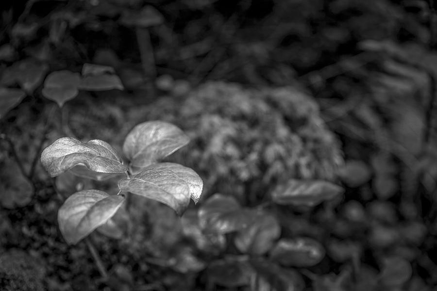Black And White Photograph - Details on the Ground by Jon Glaser