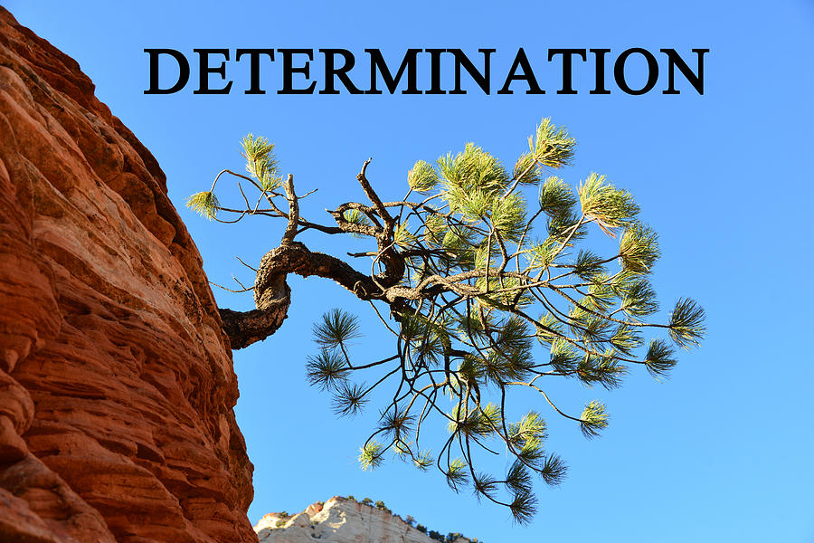 Determination A Photograph by David Lee Thompson