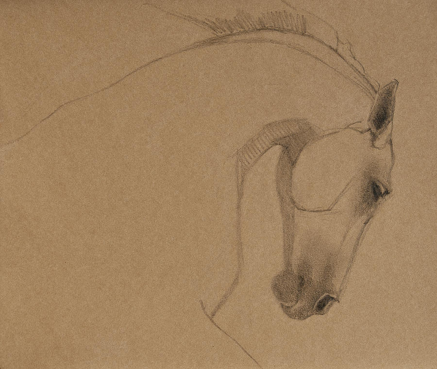Horse Drawing - Determination by Jani Freimann