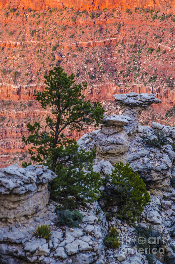 Determined Tree in the Grand Canyon Photograph by Deborah Smolinske