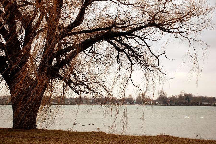 Detroit River Willow Tree Photograph by Steve Tracy