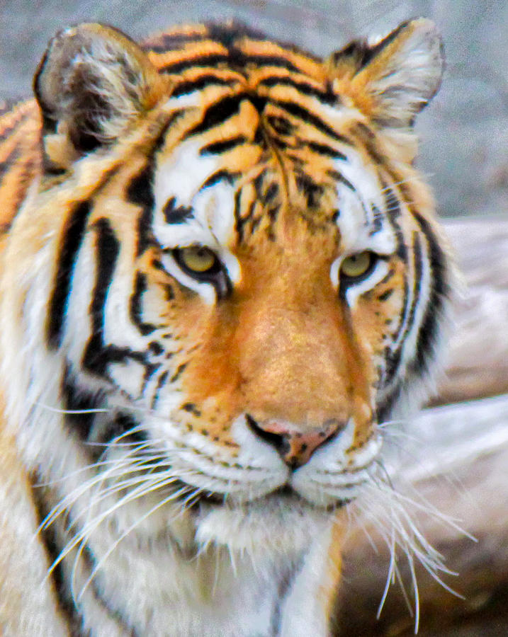 Detroit Tiger Photograph by Michael Petrick