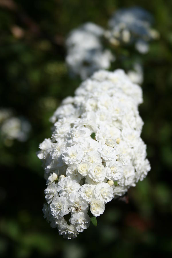 Deutzia White Spring Blossoms Photograph by Taiche Acrylic Art