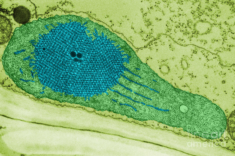 Developing Chloroplast And Etioplast Tem Photograph by Biology Pics