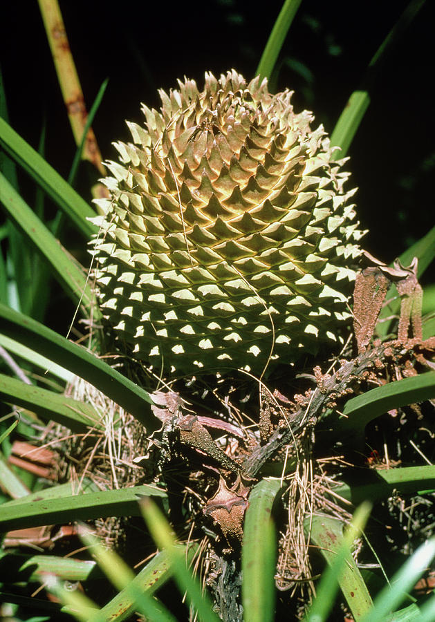 Developing Cycad Fruit Photograph by Dr Jeremy Burgess/science Photo ...